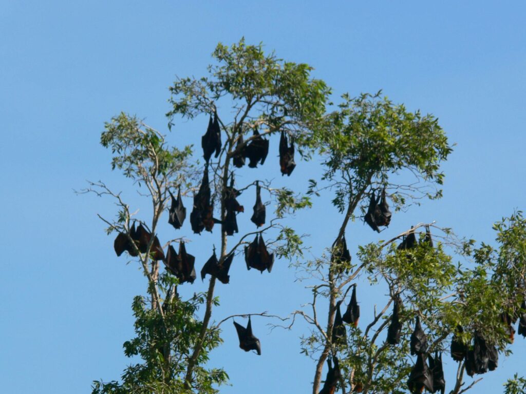 Bats in a tree
