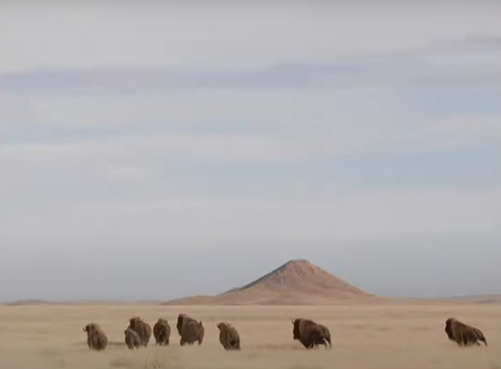 a herd of bison on a tan grassland