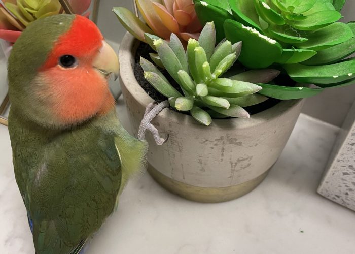 Atti with succulents, peach-faced lovebird