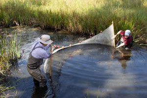 Sustaining Plains Aquatic Ecosystems - Arikaree River IMG_9924 2017